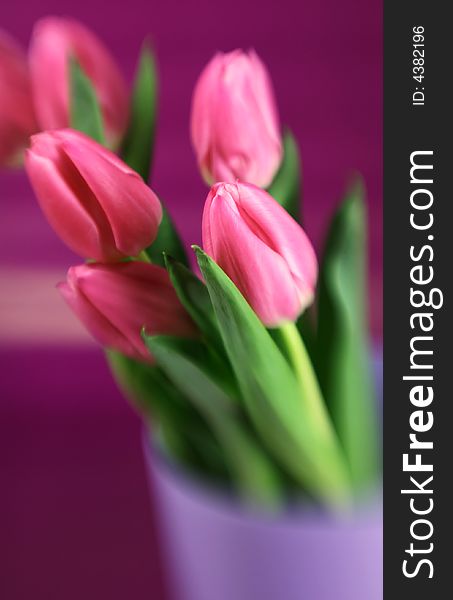 Pink tulips with a purple background and special focus