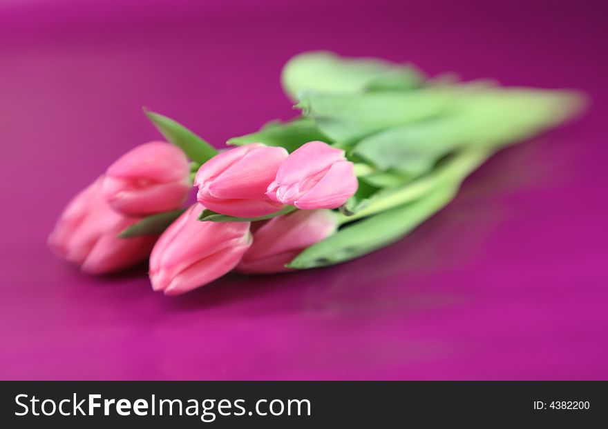 Spring tulips with special focus technique. Spring tulips with special focus technique