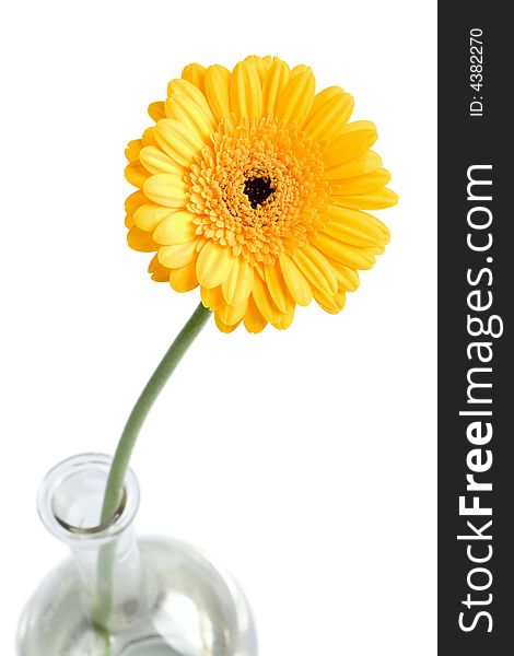 Yellow daisy in vase