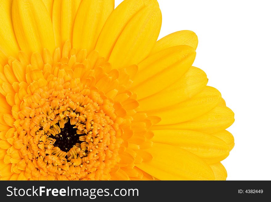 Yellow daisy isolated on white