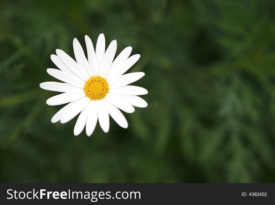 Daisy in natural green background