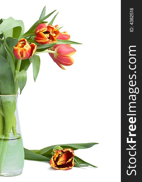 Red tulips in vase isolated