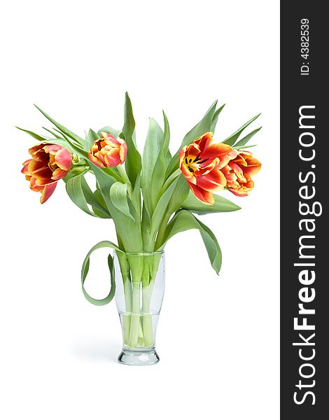 Red tulips in vase isolated