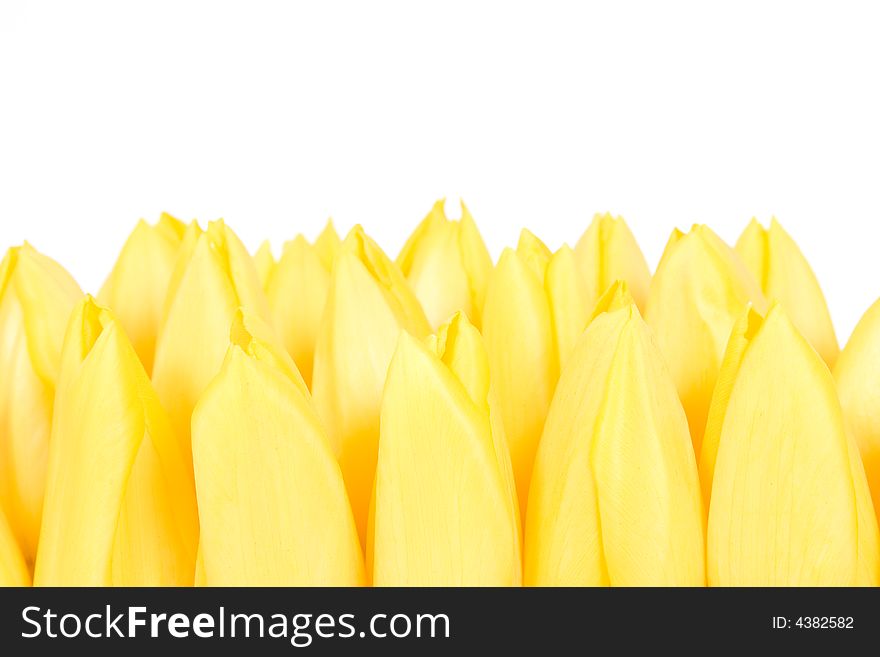 Many yellow tulips on white background
