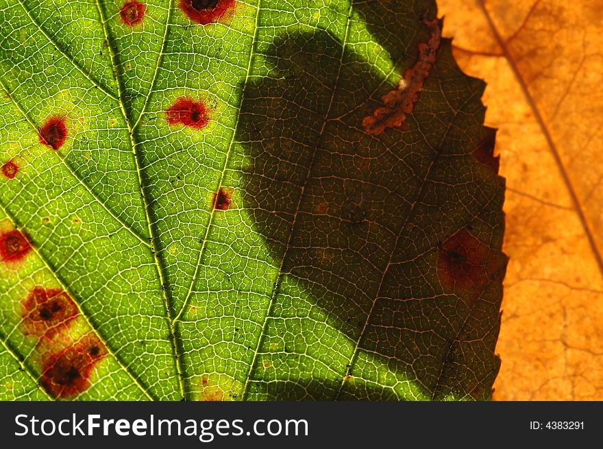 Nature background macro of bramble and oak leaves