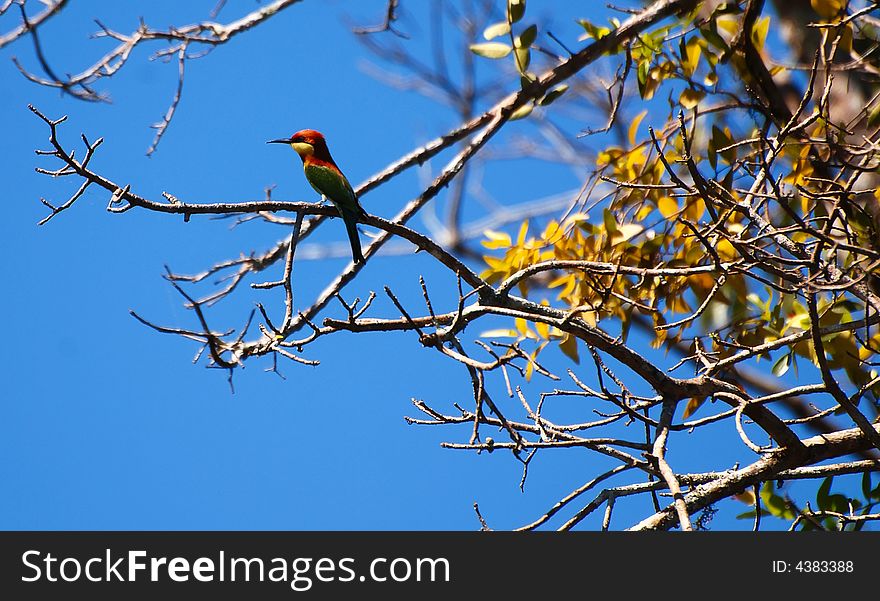 Small bird on the tree. Small bird on the tree