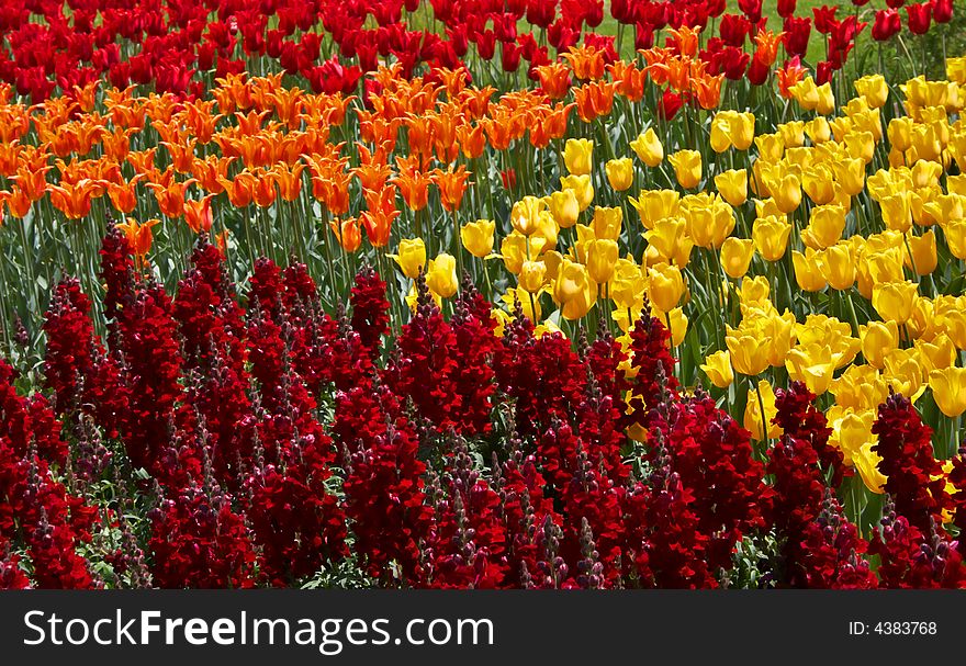 Field full of colorful tulips in a springtime.