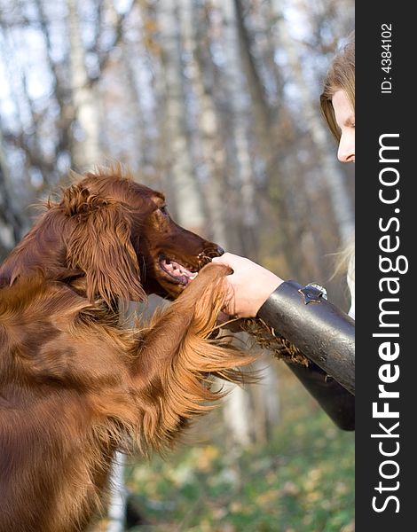 Portrait of the girl and irish setter in autumn forest. It's play or dance or training. Portrait of the girl and irish setter in autumn forest. It's play or dance or training.