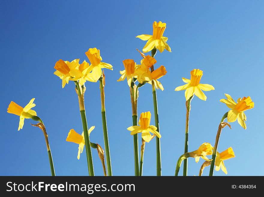 Lots of daffodils against the blue sky