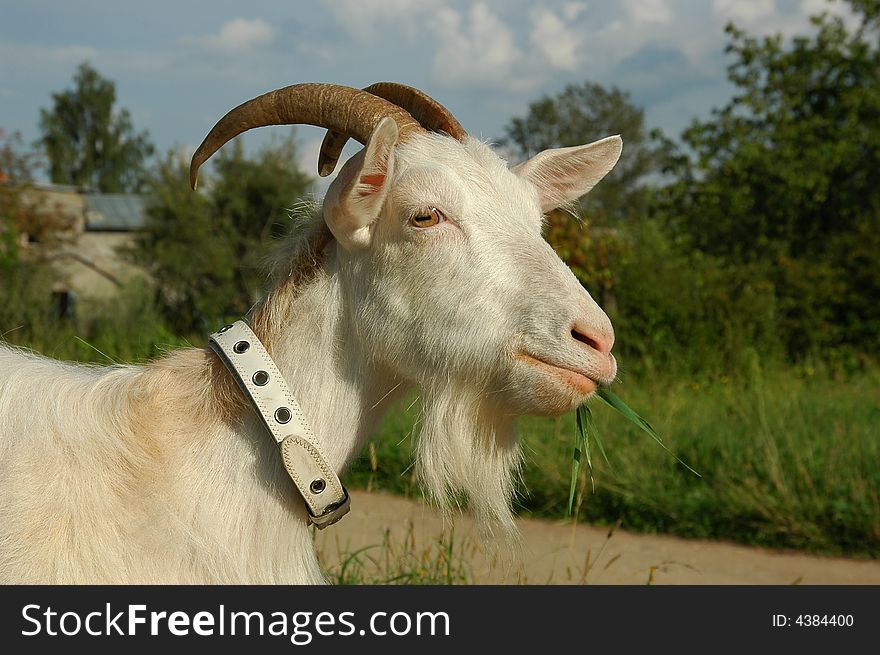 White goat with collar