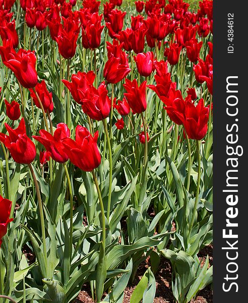 Field of red beautiful tulips. Field of red beautiful tulips