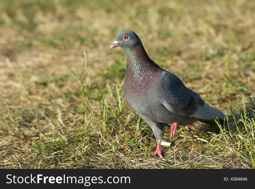 Single wild turtle-dove on the grass, selective focus