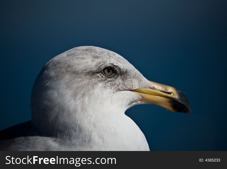 Seagull, Monterey california, Canon5D, bird, white