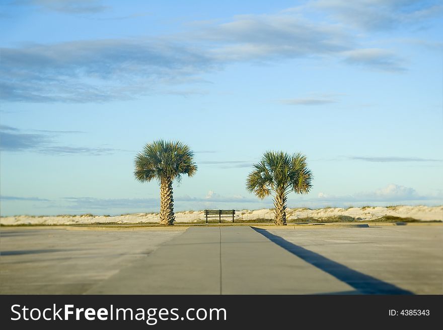 Two Palm Trees And Bench