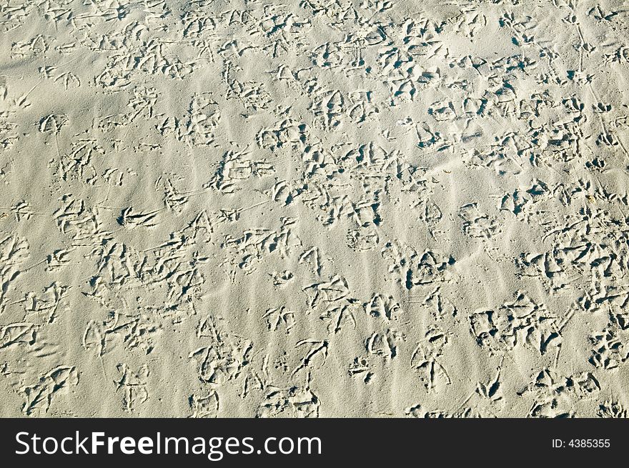 Lots of tiny bird foot prints in the sand