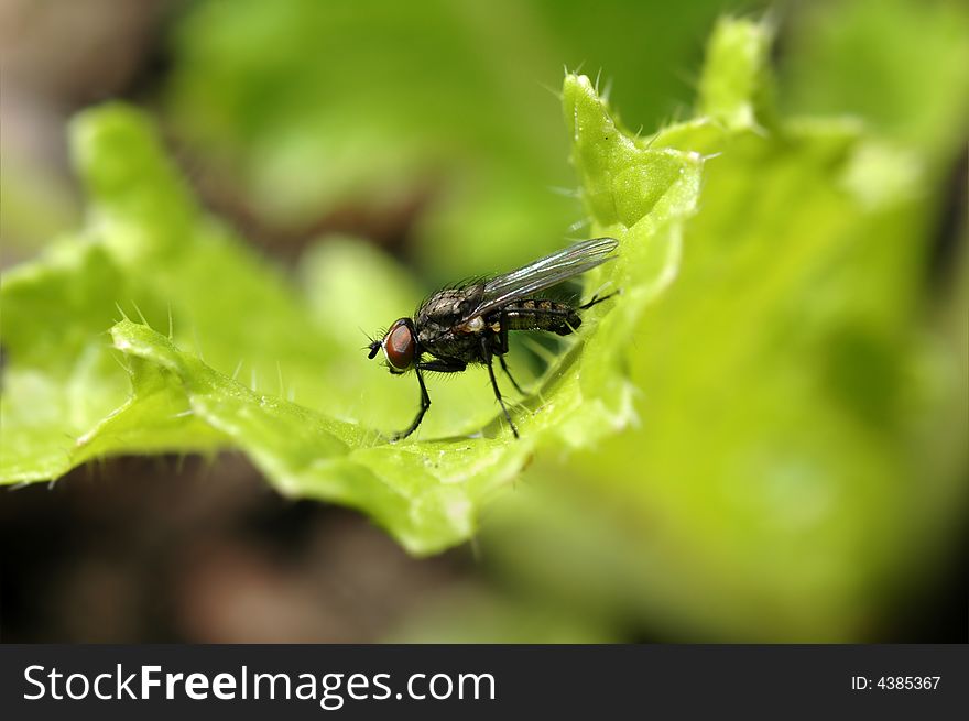 Close up of fly on a bright green  lettuce leaf. Close up of fly on a bright green  lettuce leaf