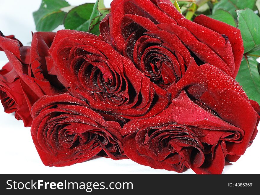 Beautiful red roses isolated on white