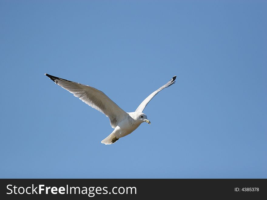 Gull In Flight