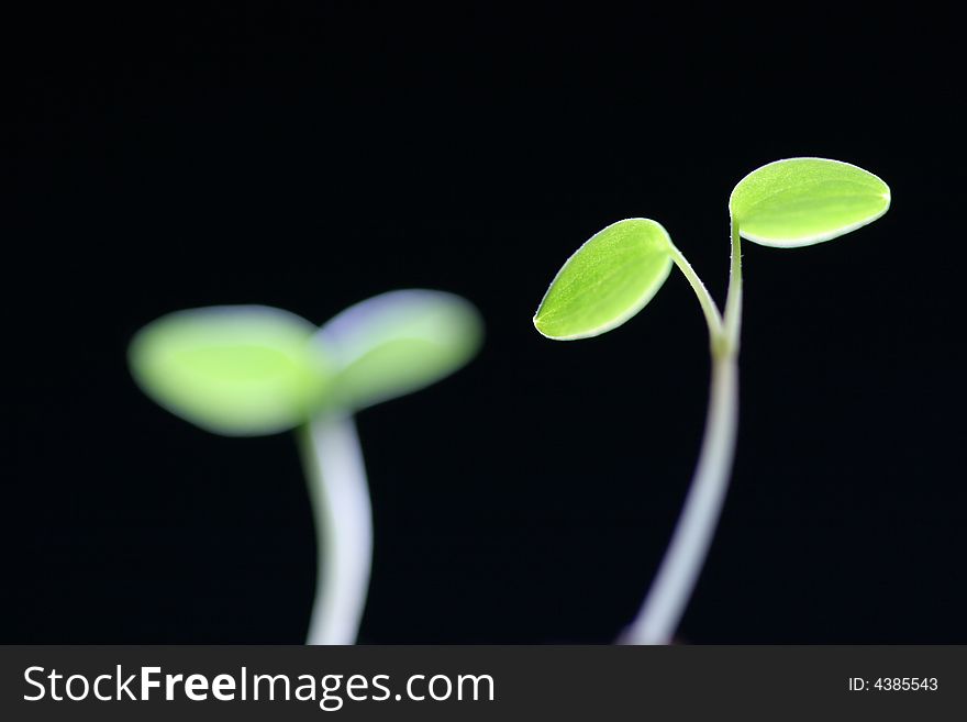 Green sprouts growing from soil. Green sprouts growing from soil.