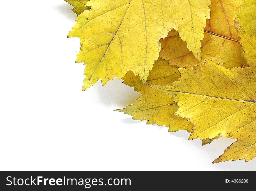 Autumn corner made from maple leaves. Autumn corner made from maple leaves