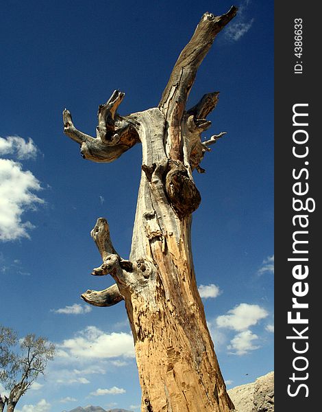 Dry rot tree under the blue sky, sear, kraurosisï¼Œlack of water, tall and straight