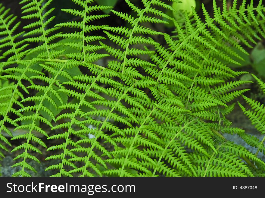 Vivid green fern in sun light