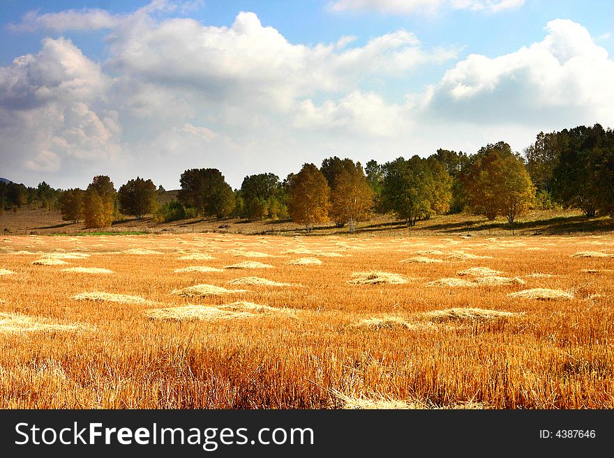 Silver Birch And Grass Field