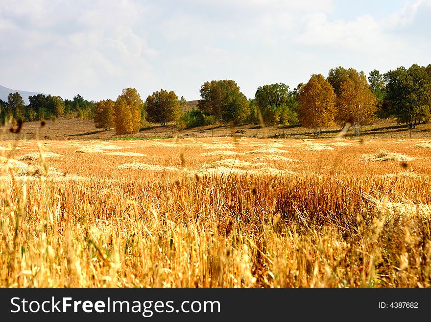 Silver Birch And Grass Field