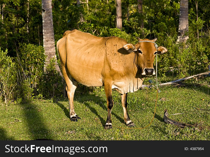 Mother Cow