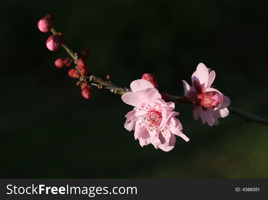 A branch with pink blossoming cherries with direct sunlight against a dark background. A branch with pink blossoming cherries with direct sunlight against a dark background