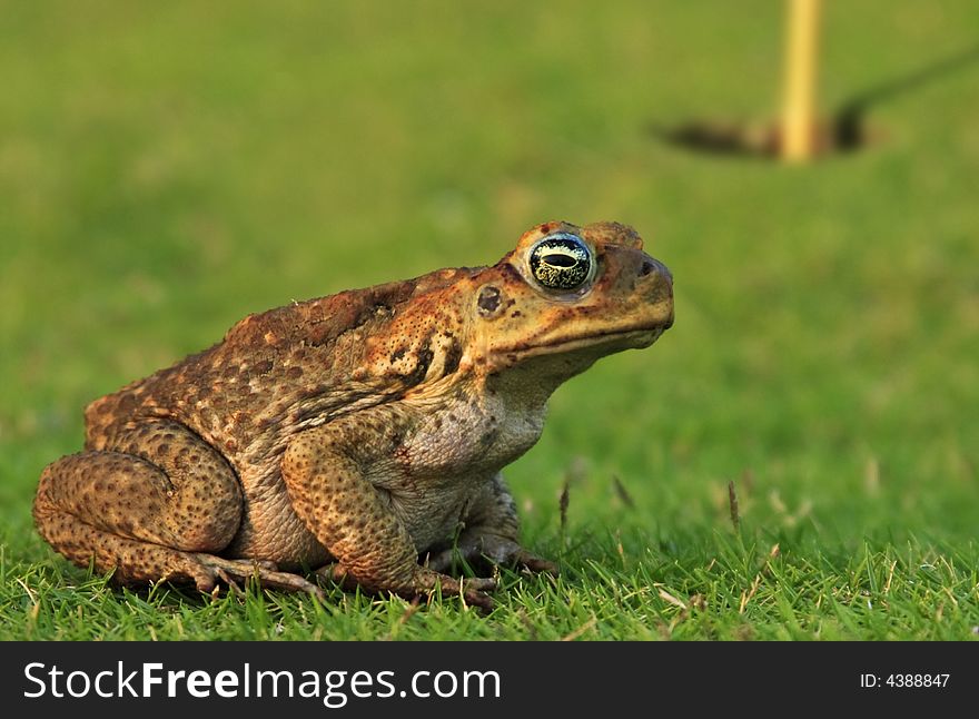 A toad walking across the green on a golf course. A toad walking across the green on a golf course