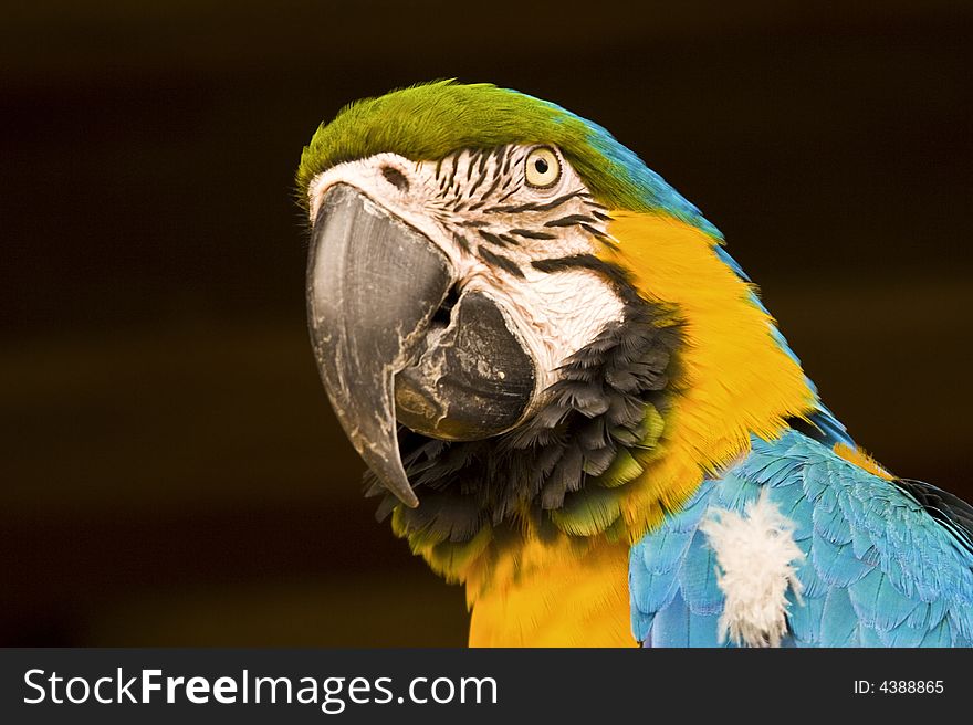Blue and Gold Macaw with a long black beak