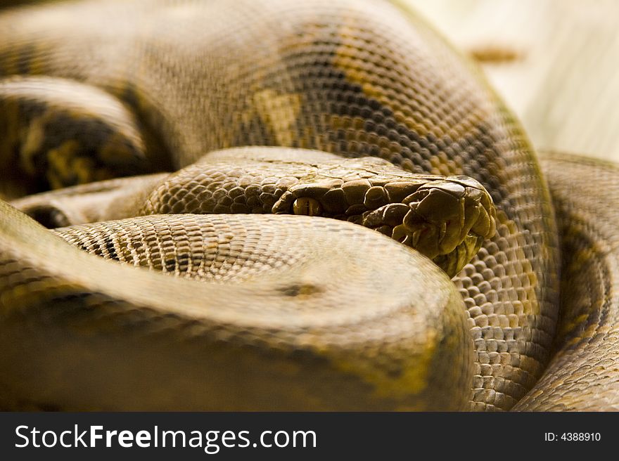 Coiled Snake