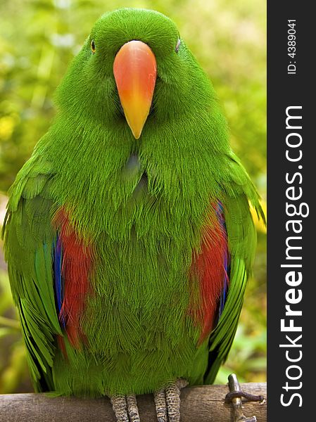 Eclectus Parrot - Male, looks on curiously