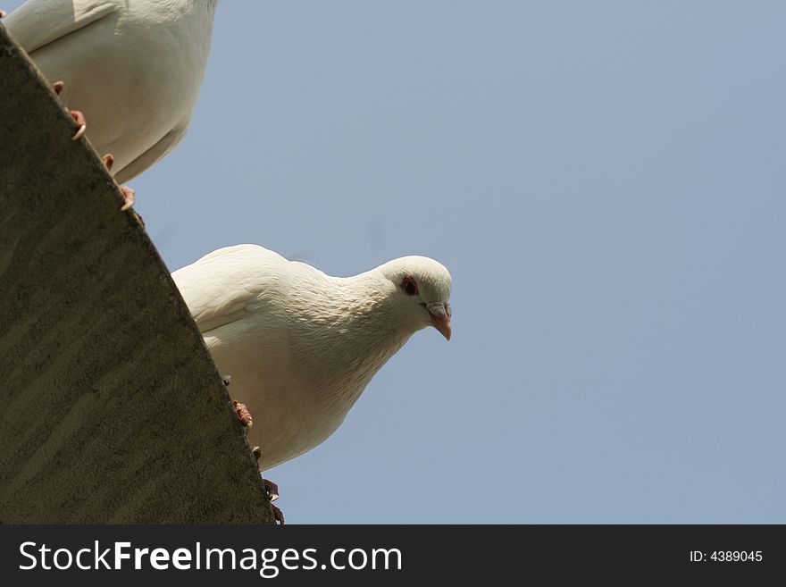 Doves stand on a plate