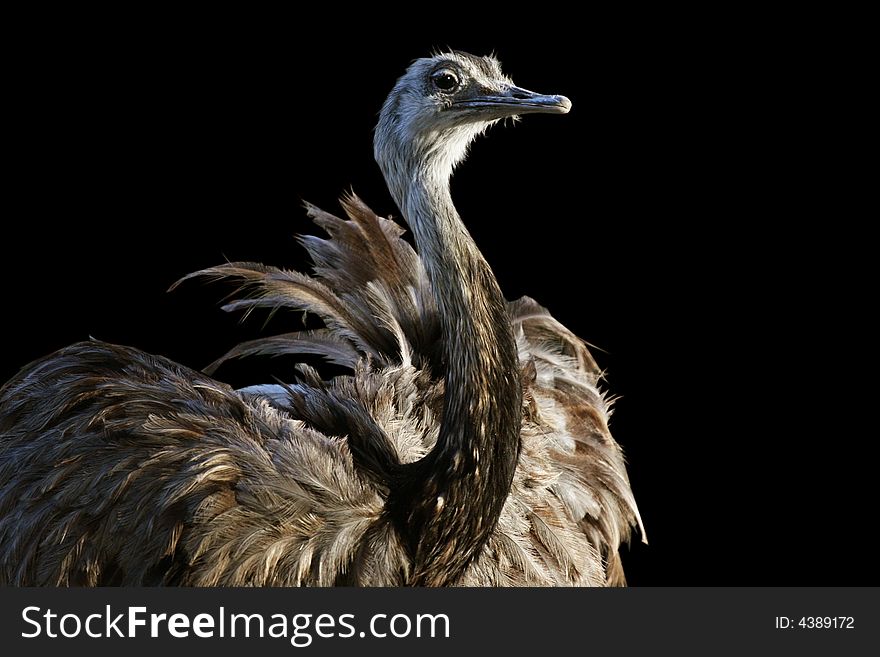 Ostrich partial view isolated on black background. Ostrich partial view isolated on black background