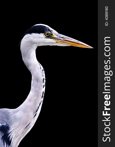 Young Heron close up view isolated on on black background