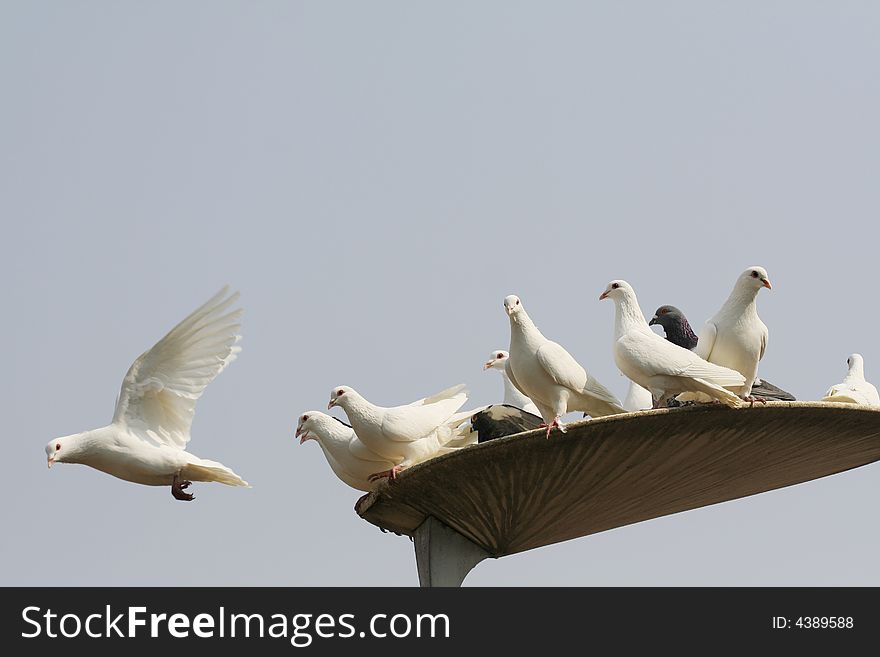 Flying doves with sky background