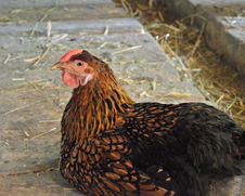 Chicken Royalty Free Stock Images Chicken Royalty Free Stock Images