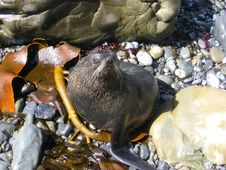 Fur Seal Stock Photography Fur Seal Stock Photography