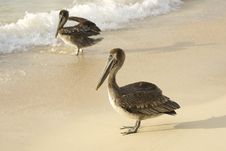 Pelicans At The Beach Stock Image Pelicans At The Beach Stock Image