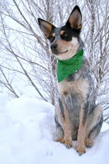 Heeler Pup 36 Royalty Free Stock Photo