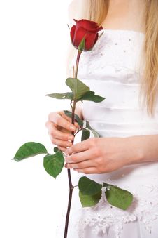Close-up Bride Hands With Red Rose Stock Photo Close-up Bride Hands With Red Rose Stock Photo
