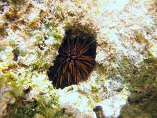 Little Rock Boring Urchin Royalty Free Stock Images Little Rock Boring Urchin Royalty Free Stock Images