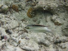 Two-Lined Monocle Bream Royalty Free Stock Photography Two-Lined Monocle Bream Royalty Free Stock Photography