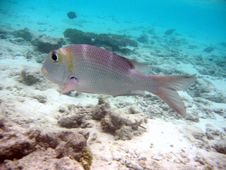 Humpnose Big-Eye Bream Stock Images Humpnose Big-Eye Bream Stock Images