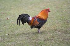 Cockerel Stock Photo Cockerel Stock Photo