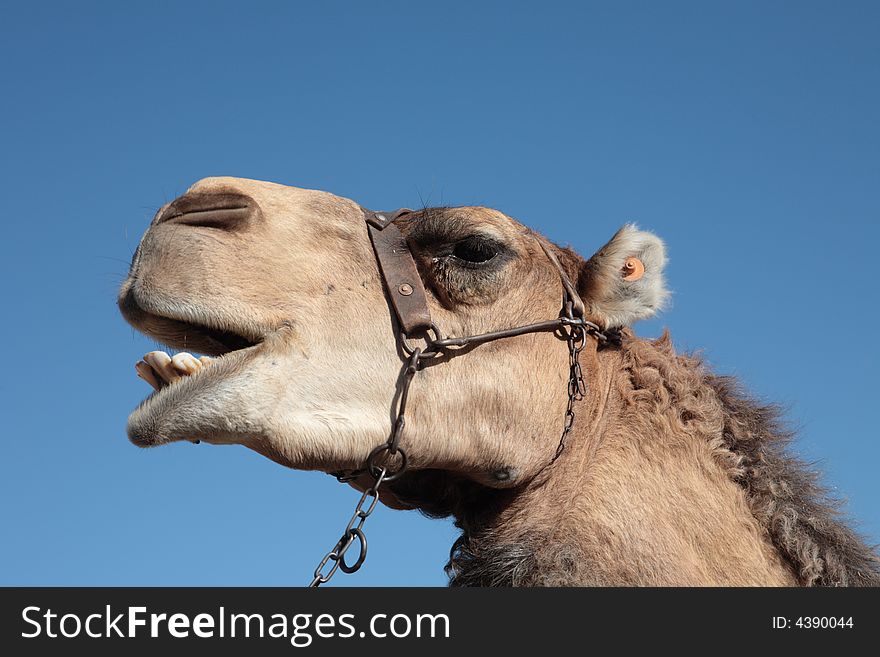 Close-up of a laughing camel (animal head), showing open mouth and teeth on a blue sky background.