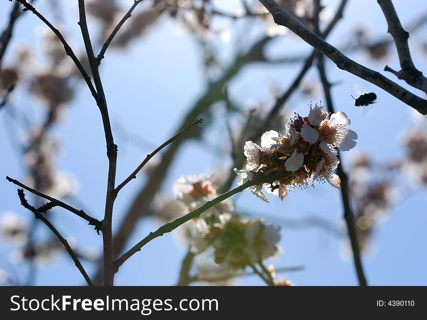 Backlit blooming branch white little flowers. Backlit blooming branch white little flowers