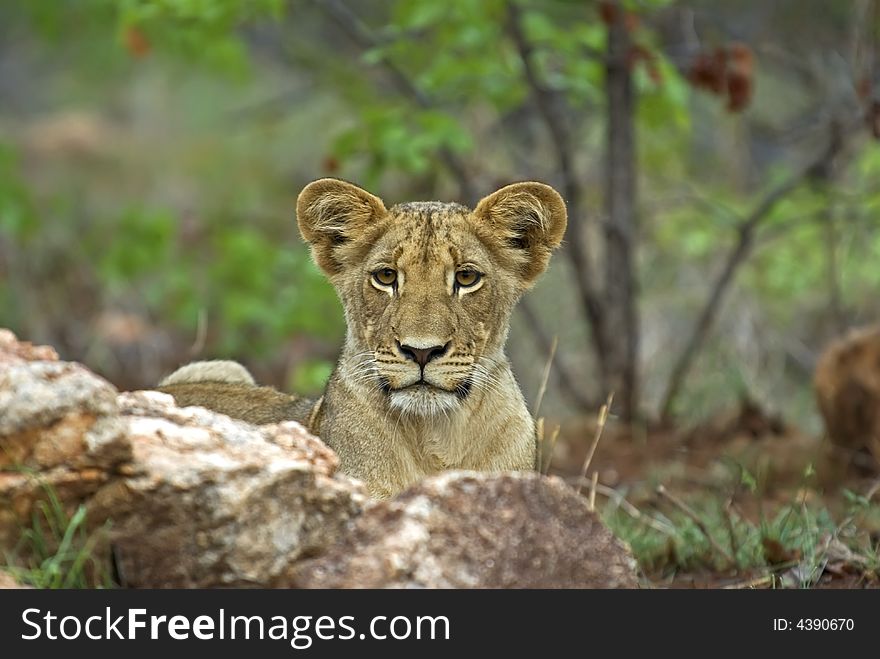 A Curious Lion Cub in famous Kruger National Park